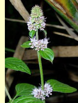 Мята полевая. (Mentha arvensis L) Мята полевая. (Mentha arvensis L)